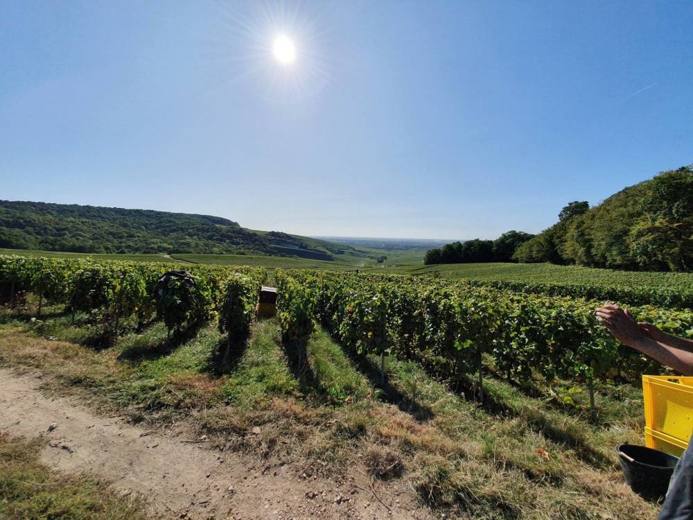 Vigneron à Épernay