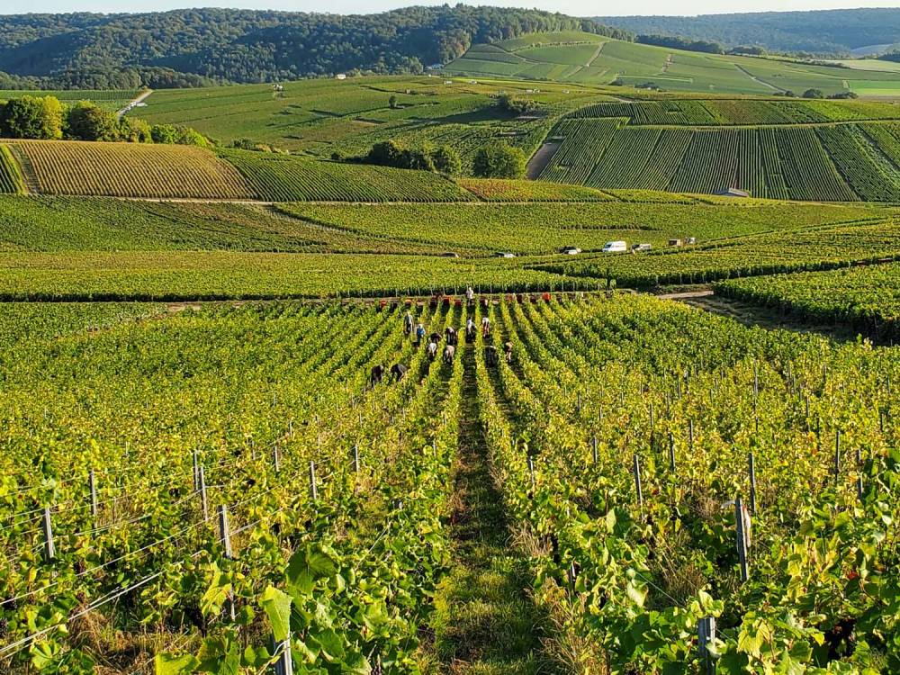 Champagne Pierre Leboeuf - Dégustation au domaine - 1